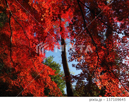 河内長野市 延命寺の紅葉 河内長野市 延命寺の紅葉 137109645