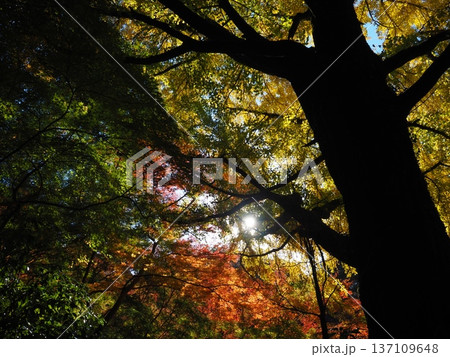 河内長野市　延命寺の紅葉 137109648