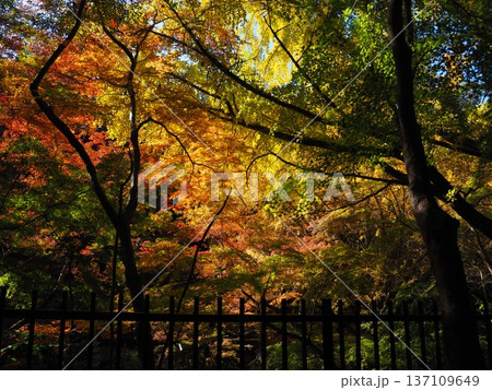 河内長野市 延命寺の紅葉 河内長野市 延命寺の紅葉 137109649