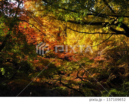 河内長野市　延命寺の紅葉 137109652