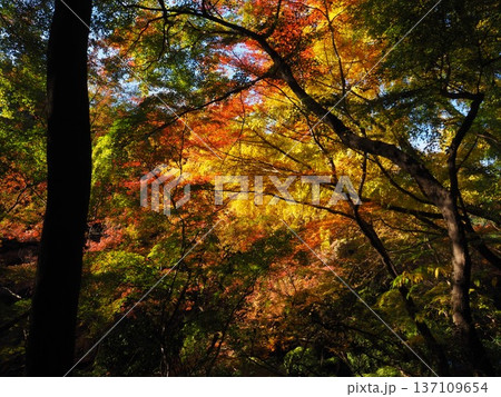 河内長野市 延命寺の紅葉 河内長野市 延命寺の紅葉 137109654