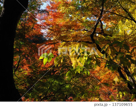 河内長野市　延命寺の紅葉 137109655