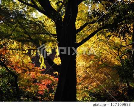 河内長野市　延命寺の紅葉 137109658