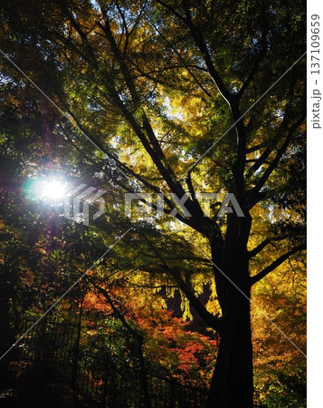 河内長野市　延命寺の紅葉 137109659