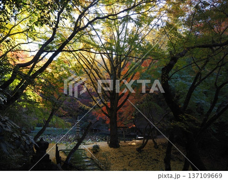 河内長野市 延命寺の紅葉 河内長野市 延命寺の紅葉 137109669