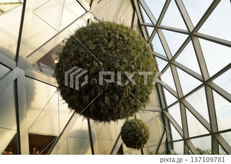 Hanging Air Plant Spheres in Modern Architecture Hanging Air Plant Spheres in Modern Architecture 137109781