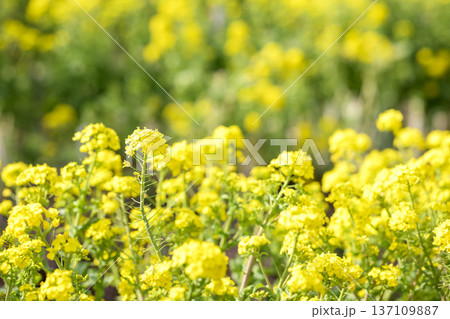 菜の花 お花 春 黄色 2月 【神奈川県】 菜の花 お花 春 黄色 2月 【神奈川県】 137109887