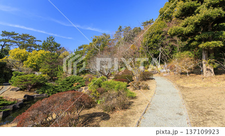 葉山しおさい公園の早春 葉山しおさい公園の早春 137109923