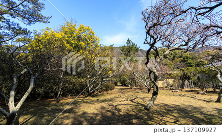葉山しおさい公園の早春 137109927