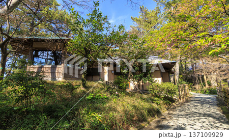 葉山しおさい公園の早春 137109929