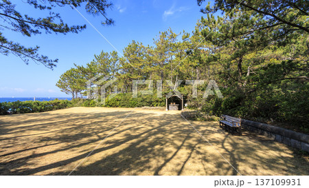 葉山しおさい公園の早春 137109931