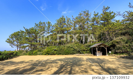葉山しおさい公園の早春 葉山しおさい公園の早春 137109932