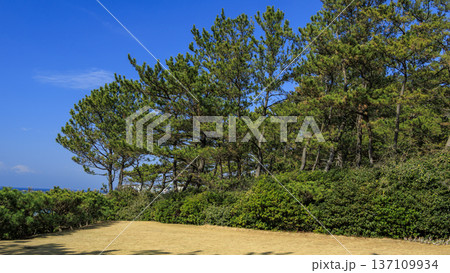 葉山しおさい公園の早春 葉山しおさい公園の早春 137109934