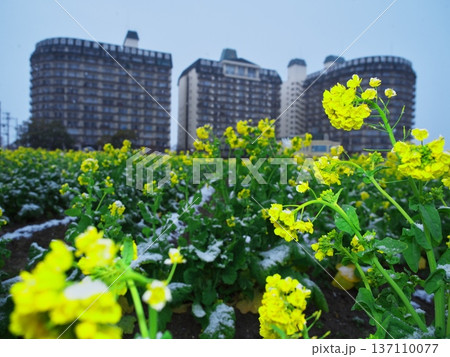 冬の琵琶湖　雪の第1なぎさ公園　琵琶湖アーバンリゾートと早咲きの菜の花畑 137110077