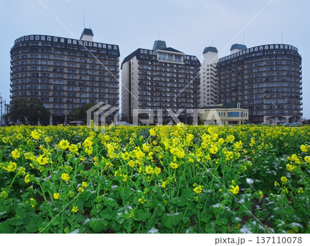 冬の琵琶湖　雪の第1なぎさ公園　琵琶湖アーバンリゾートと早咲きの菜の花畑 137110078