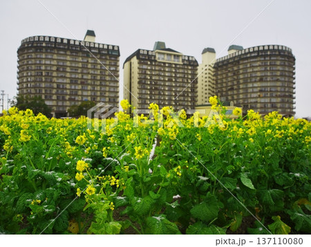 冬の琵琶湖 雪の第1なぎさ公園 琵琶湖アーバンリゾートと早咲きの菜の花畑 冬の琵琶湖 雪の第1なぎさ公園 琵琶湖アーバンリゾートと早咲きの菜の花畑 137110080