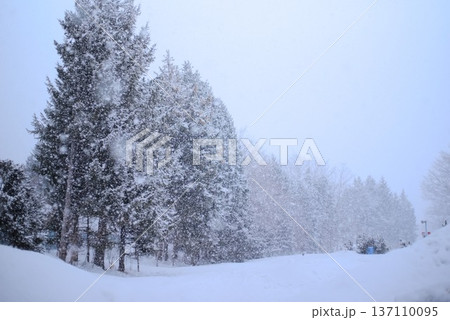 降り続く雪に包まれた静寂の雪道 137110095
