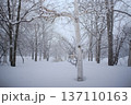 吹雪に佇む白樺の冬景色 137110163