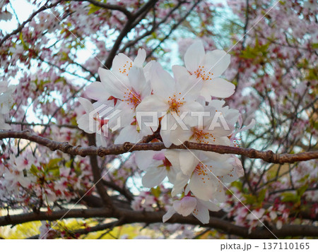 港の見える丘公園の桜 137110165