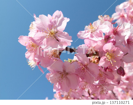 青空を背景にした河津桜の花が綺麗に咲いています 137110271