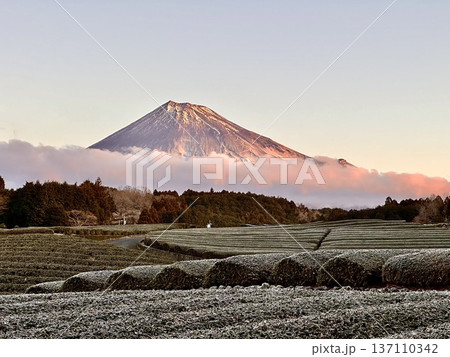 茶畑と富士山 茶畑と富士山 137110342