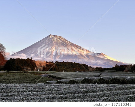 霜が降りた茶畑から見る富士山 137110343