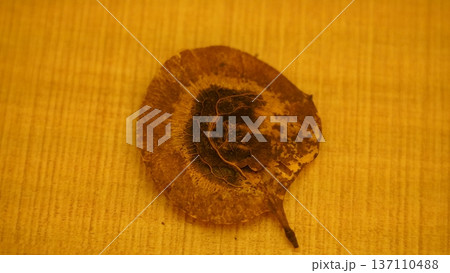 Dried Leaf Detail on Textured Background Nature Close Up Dried Leaf Detail on Textured Background Nature Close Up 137110488