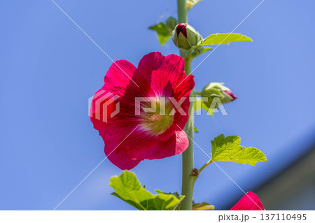 初夏の青空と紅い立葵の花 137110495