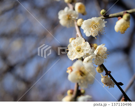 晴れた2月に美しく咲いた白い梅の花「白滝枝垂(シラタキシダレ)」 晴れた2月に美しく咲いた白い梅の花「白滝枝垂(シラタキシダレ)」 137110496