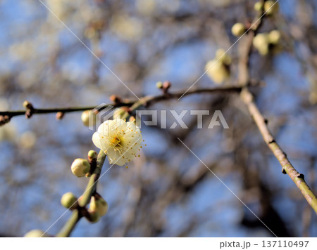 晴れた2月に美しく咲いた白い梅の花「白滝枝垂(シラタキシダレ)」 晴れた2月に美しく咲いた白い梅の花「白滝枝垂(シラタキシダレ)」 137110497