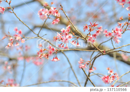 Wild Himalayan Cherry or Wild Himalayan tree or Sour cherry 137110566