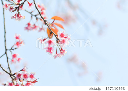Wild Himalayan Cherry or Wild Himalayan tree or Sour cherry Wild Himalayan Cherry or Wild Himalayan tree or Sour cherry 137110568