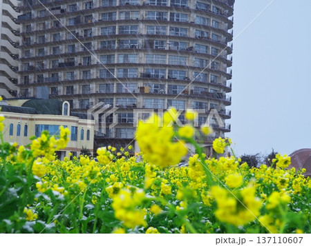 冬の琵琶湖　雪の第1なぎさ公園　琵琶湖アーバンリゾートと早咲きの菜の花畑 137110607