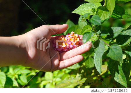 pick the flowers or Lantana camara L, Cloth of gold or Hedge flower or Lantana or Weeping lantana or White sage or VERBENACEAE or pink  flower 137110625