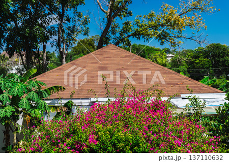Tropical house roof behind blooming pink bougainvillea garden under bright blue sky 137110632