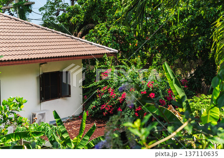 Tropical house exterior with tiled roof and blooming bougainvillea garden in sunny greenery 137110635