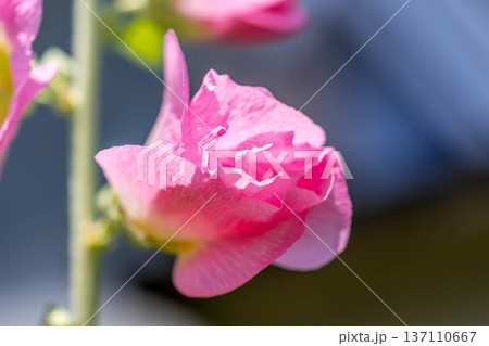 初夏の日差しの下花開く立葵の花 137110667