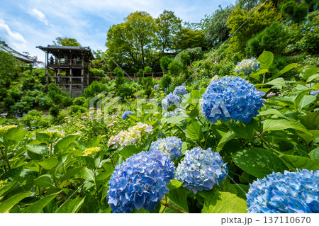 善峯寺「あじさい苑」に咲き誇る青い紫陽花。初夏の京都の絶景 137110670