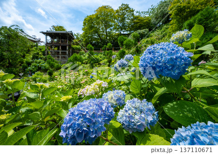 善峯寺「あじさい苑」に咲き誇る青い紫陽花。初夏の京都の絶景 善峯寺「あじさい苑」に咲き誇る青い紫陽花。初夏の京都の絶景 137110671