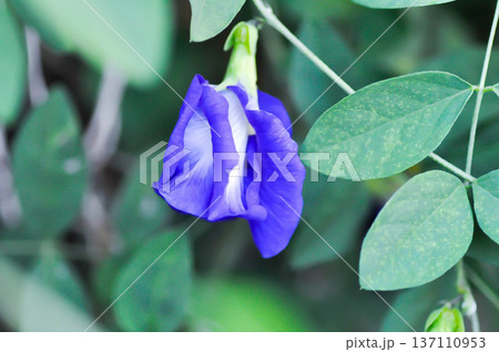 pigeon wings, Blue pea vine or Clitoria ternatea or butterfly pea , blue pea flower or purple flower 137110953