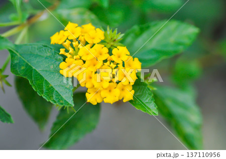 Lantana camara L, Cloth of gold or Hedge flower or Lantana or Weeping lantana or White sage or VERBENACEAE or yellow flower Lantana camara L, Cloth of gold or Hedge flower or Lantana or Weeping lantana or White sage or VERBENACEAE or yellow flower 137110956