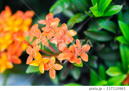 Ixora chinensis Lamk, Ixora spp or Zephyranthes or West Indian Jasmine and orange flower 137110961
