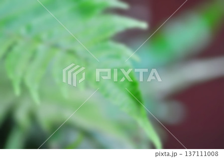leaf background , green background or blur background or fern background leaf background , green background or blur background or fern background 137111008