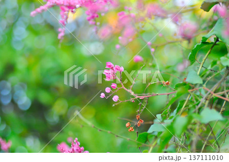 Antigonon leptopus , Coral vine or Mexican creeper or Chain of love or Pink vine or Honolulu Creeper or POLYGONACEAE or pink flowers 137111010