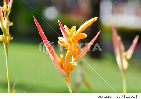 Heliconia psittacorum or Bird of paradise, Strelitzia reginae or Sterliziaceae flower or Heliconia flower or yellow flower 137111011