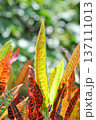 Codiaeum variegatium Blume or Croton, Variegated Laurel or Garden Croton or red leaf 137111013