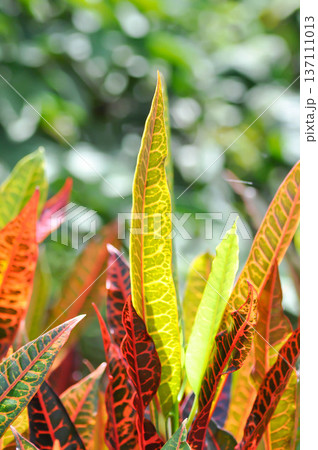Codiaeum variegatium Blume or Croton, Variegated Laurel or Garden Croton or red leaf 137111013