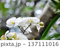 Moon Orchid, moth orchid or Phalaenopsis or Phalaenopsis amabilis or white flower or white orchid 137111016
