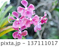 Vanda, Vanda sp or aranda orchid or x aranda or orchidaceae or orchid 137111017