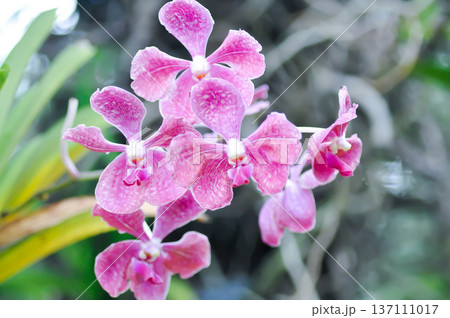 Vanda, Vanda sp or aranda orchid or x aranda or orchidaceae or orchid Vanda, Vanda sp or aranda orchid or x aranda or orchidaceae or orchid 137111017